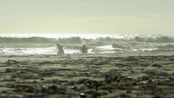 Surfistas Entram Água Final Tarde — Vídeo de Stock