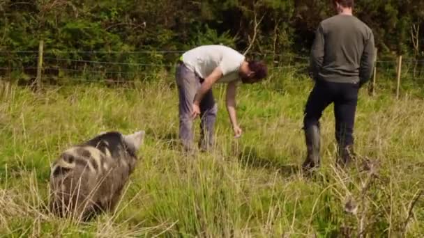 Raras Razas Kunekune Pigs Granja Inglesa — Vídeos de Stock