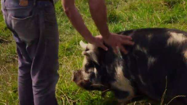 Kunekune Schweine Seltener Rasse Auf Englischer Farm — Stockvideo