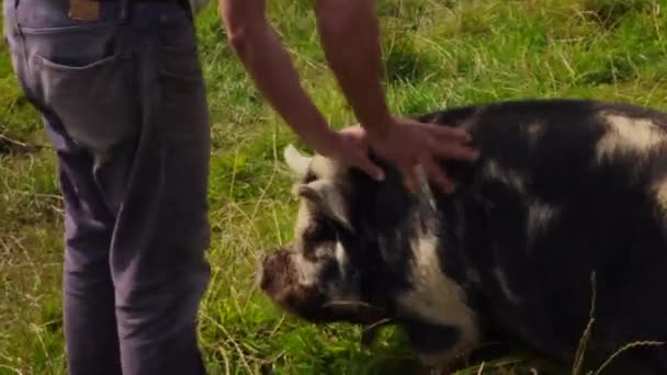 Raras Razas Kunekune Pigs Granja Inglesa — Vídeos de Stock