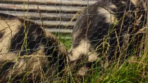 Sjælden Race Kunekune Pigs English Farm – Stock-video