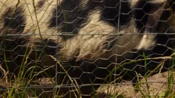 Rzadka Rasa Świń Kunekune Angielskiej Farmie — Wideo stockowe