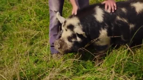 Ngiliz Çiftliğinde Nadir Bulunan Kunekune Domuzları — Stok video