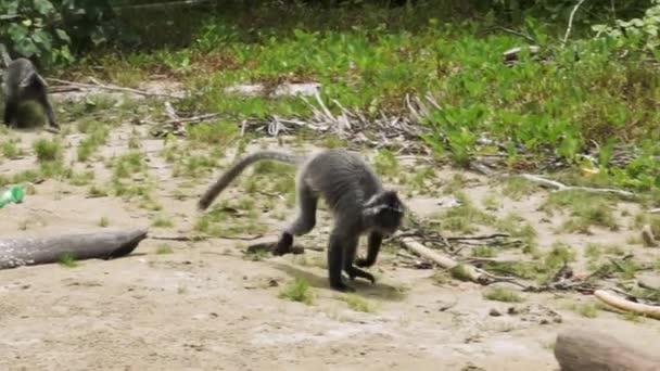 Silver Leaf Monkey Бежит Земле Борнео — стоковое видео