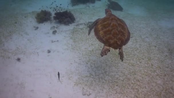 Encuentro Cercano Con Dos Tortugas Marinas Verdes Mientras Bucea Arrecife — Vídeos de Stock