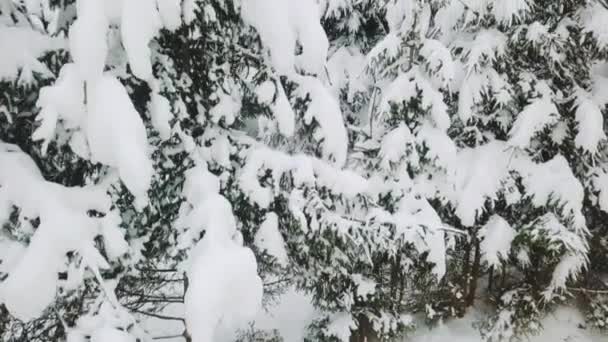 Vinter Ukraina Fantastisk Naturlig Utsikt — Stockvideo