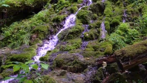 Water Streaming Hill Slow Motion Natural Vegetation Rocks Grown Moss — Stock Video