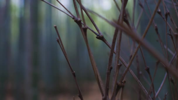 Větve v bambusovém lese