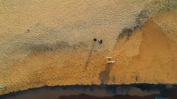 Nagranie Dwóch Surferów Spacerujących Plaży — Wideo stockowe