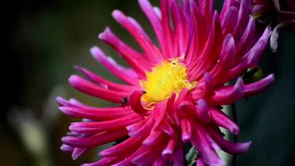 Krásná Květina Létajícím Plazivým Hmyzem — Stock video