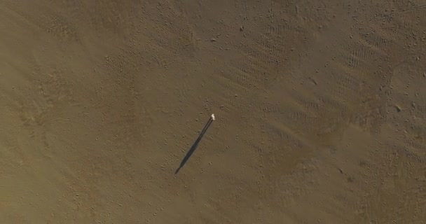 Type Sur Sable Regardant Droit Drone Alors Envole Dans Ciel — Video