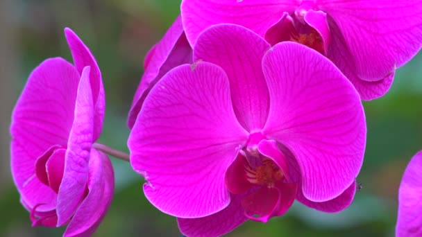 Une Belle Matinée Avec Une Atmosphère Lumineuse Avec Belles Fleurs — Video