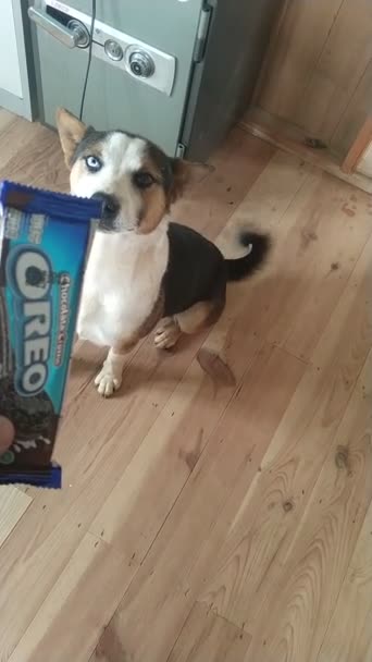 Perro Encanta Comer Oreo — Vídeo de stock