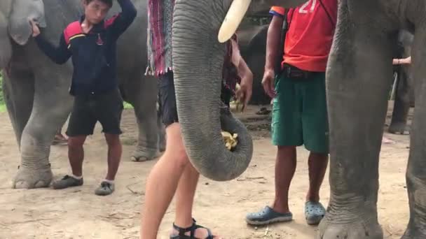大象在泰国和一个想偷香蕉的男孩玩耍 — 图库视频影像
