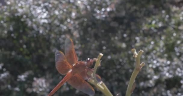 Dragonfly Πετούν Μακριά — Αρχείο Βίντεο