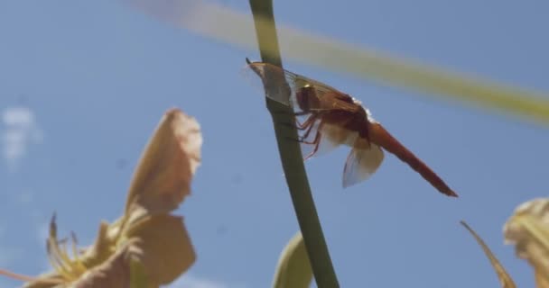 Girato Una Libellula Appesa Gambo Poi Vola — Video Stock