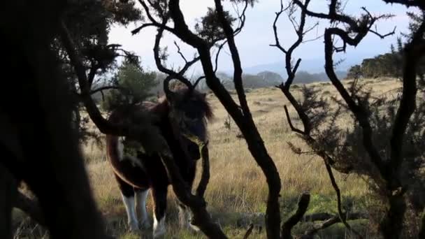 Dartmoor Pony Trova Riparo Dal Freddo Nei Rovi — Video Stock