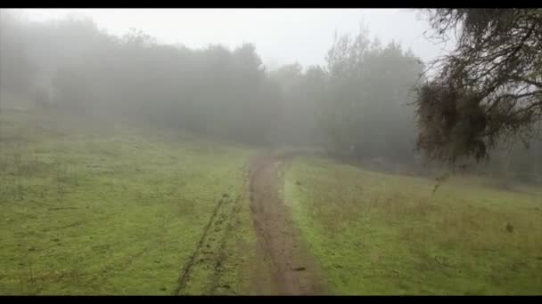 Floresta Nevoeiro Drone Footage — Vídeo de Stock