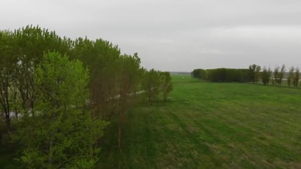 Drone Voler Dessus Des Arbres — Video