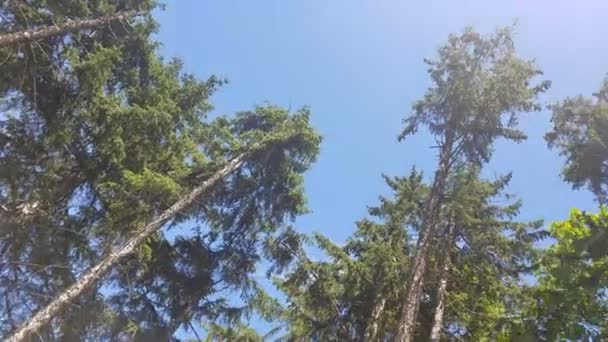 Περιστρεφόμενο Γύρισμα Της Κορυφής Των Ψηλών Δέντρων Shoot Maison Lavandre — Αρχείο Βίντεο