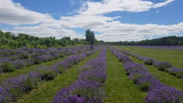 Ett Stort Fält Lavendelblommor Skjuta Maison Lavandre Bas Laurentides Quebec — Stockvideo