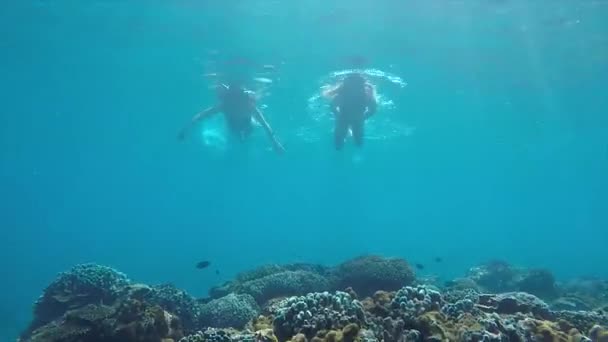 Dos Hermosas Mujeres Nadan Sobre Cámara Mientras Usan Equipo Snorkel — Vídeo de stock