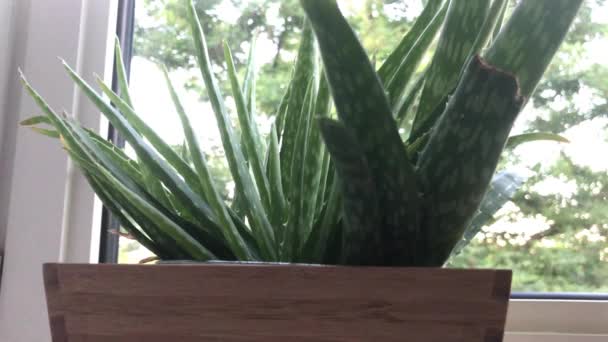 Een Closeup Van Een Aloë Vera Plant Een Bamboo — Stockvideo