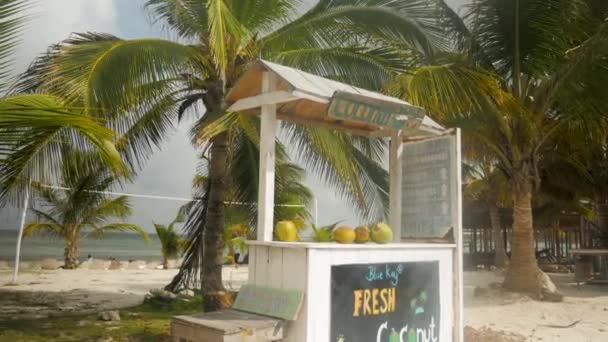 Soporte Coco Playa Tropical Con Red Volea Fondo — Vídeos de Stock