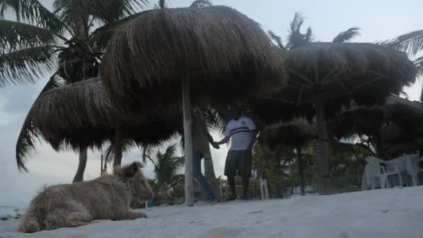 Dog Lying Sand Looking Restaurant Employees Tidying Beach Restaurant — Stock Video