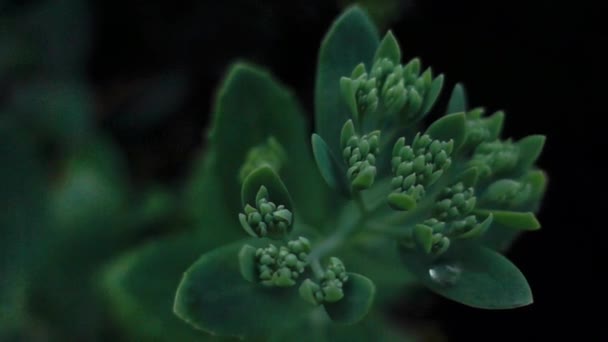 Повільна Слайд Камера Навколо Зеленої Рослини — стокове відео