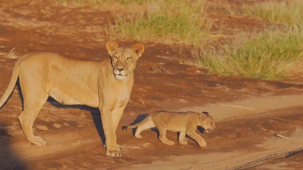 Lioness Young Cub Golden Hour Filmed — Stock Video