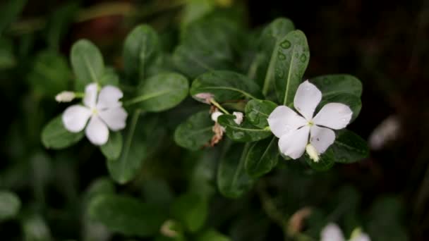 大自然背景下的花朵上的雨滴 — 图库视频影像