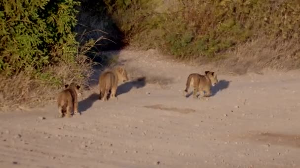 Três Filhotes Leão Caminhando Longo Estrada — Vídeo de Stock