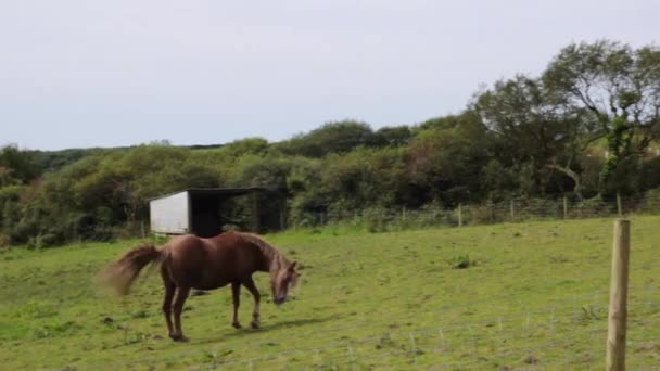 Paarden Engelse Boerderij Zomer — Stockvideo