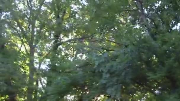 운전하면서 햇살을 때찍은 나무들 — 비디오