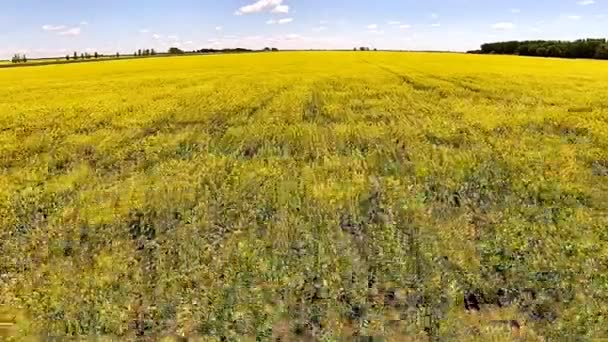 Drönare Flyger Lågt Över Manitoba Canola Fält — Stockvideo