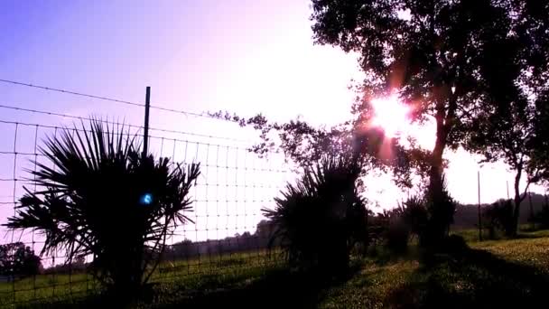 Big Open Space Fence Blocking Area Tree Front Tree Sun — Stock Video