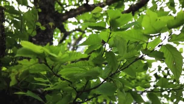 Folhas Verdes Galho Árvore — Vídeo de Stock