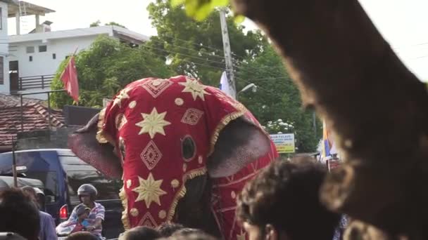 Vestido Elefante Caminando Desfile Sri Lanka — Vídeos de Stock