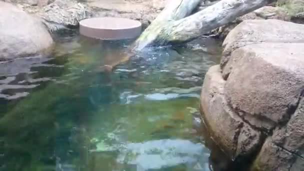Det Sötaste Mest Bedårande Utter Fiske Efter Sin Mat Djurparken — Stockvideo