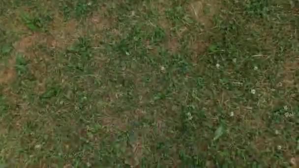 Σκύλος Πηδάει Και Κυνηγάει Ένα Drone Πολύ Γρήγορα — Αρχείο Βίντεο