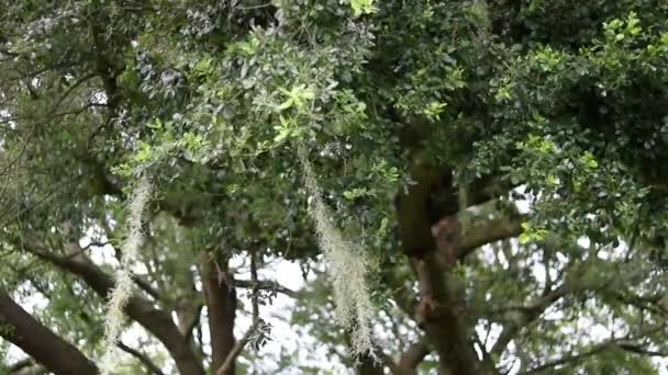 Chuveiro Verão Leve Flórida Árvore Musgo Espanhola Durante Leve Banho — Vídeo de Stock
