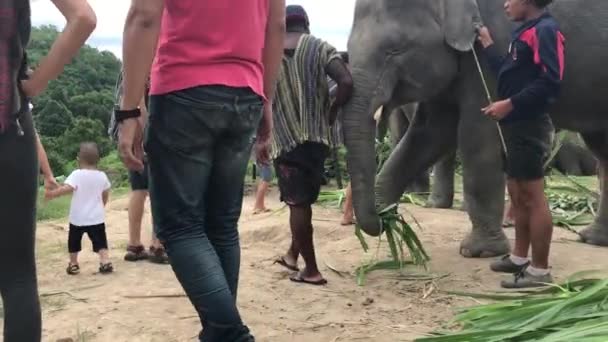 Uma Mãe Assiste Seu Filho Brincar Com Elefantes — Vídeo de Stock