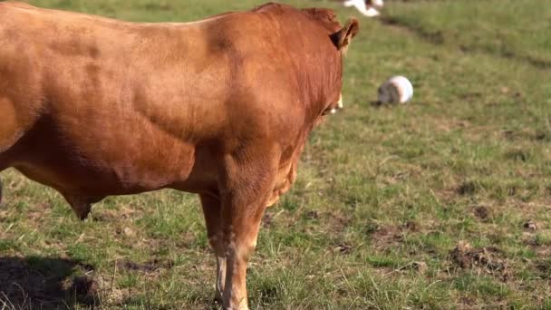 Bull Field Irlanda — Vídeo de Stock