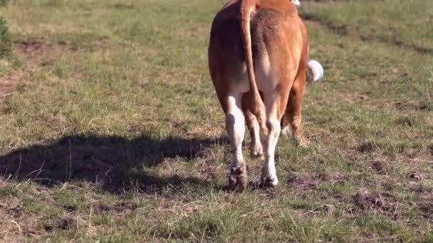 Bulle Auf Dem Feld Irland — Stockvideo