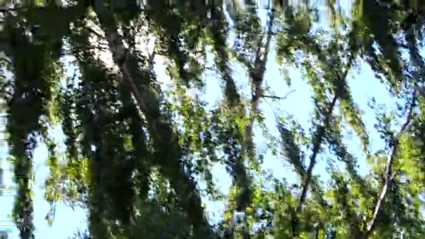 Mesteacăn Verde Fluturând Vânt Raze Solare Care Vin Prin — Videoclip de stoc
