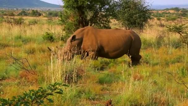 Game Drive Safari Africano — Video Stock