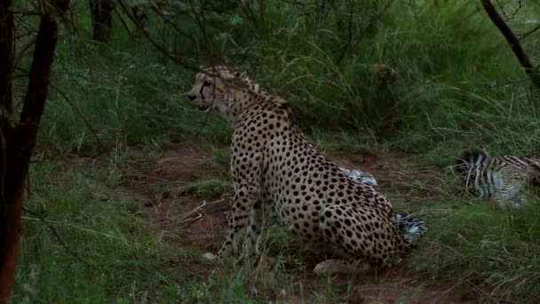 Leopardo Relaxante Debaixo Árvore — Vídeo de Stock