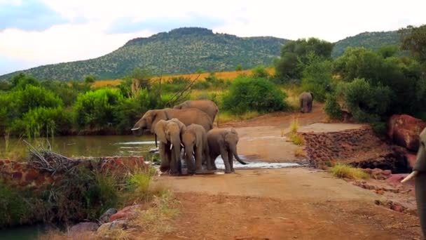Elefantes Bebiendo Agua Vida Silvestre — Vídeos de Stock
