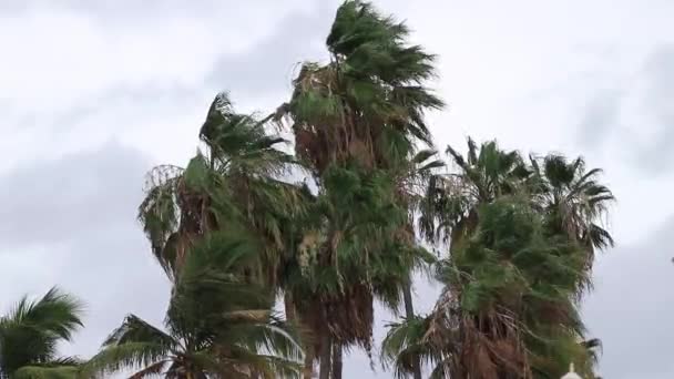 Palm Tree Paz Uragano Colpisce Città Paz Baja California Sur — Video Stock